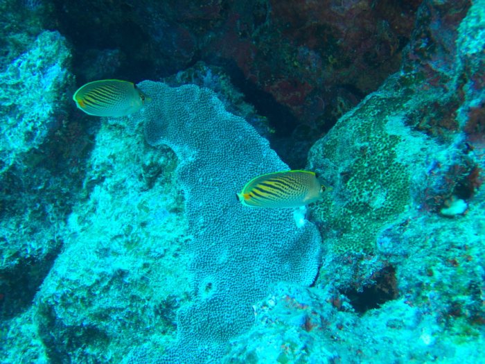 Chaetodon pelewensis