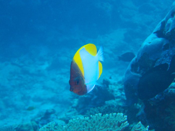 Hemitaurichthys polylepis