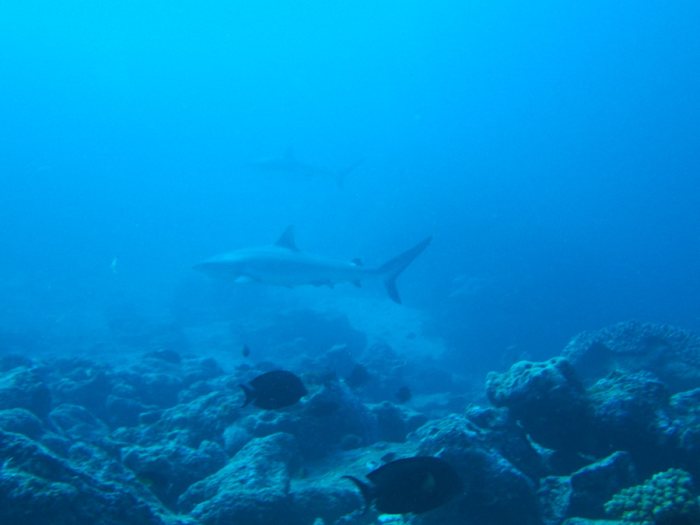 Carcharhinus amblyrhynchos