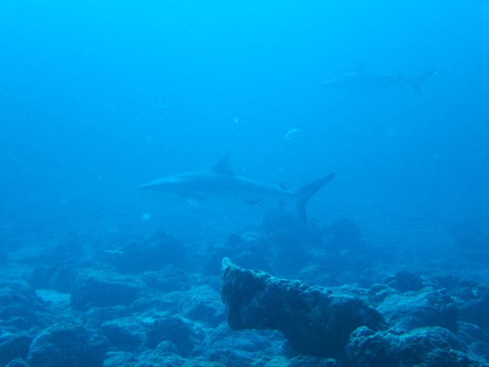 Carcharhinus amblyrhynchos