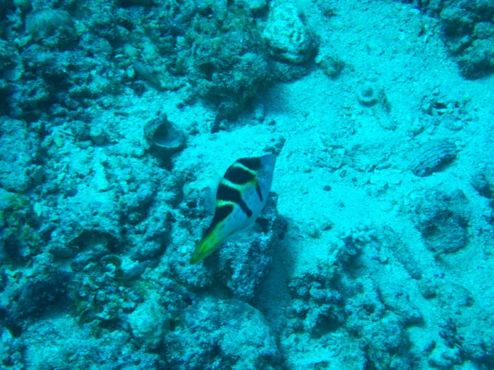 Paraluteres prionurus
