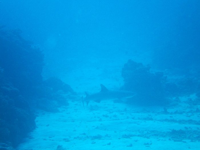 Carcharhinus amblyrhynchos