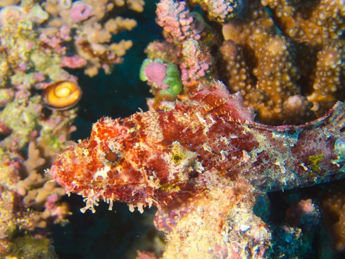 Scorpaenopsis possi