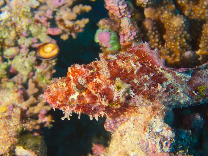 Scorpaenopsis possi