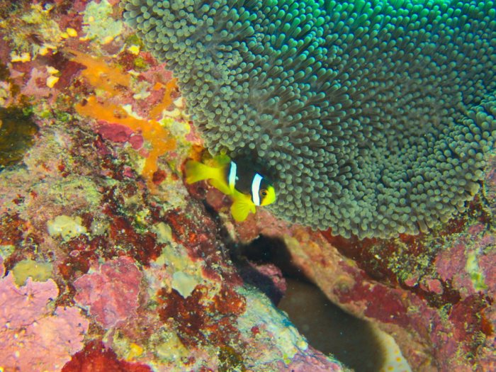Amphiprion clarkii