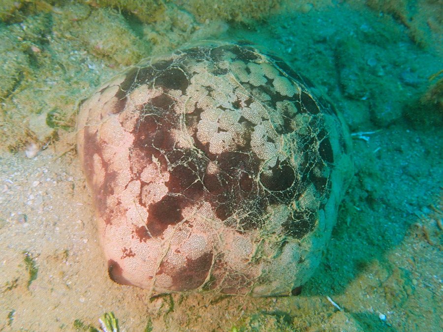 Culcita novaeguineae