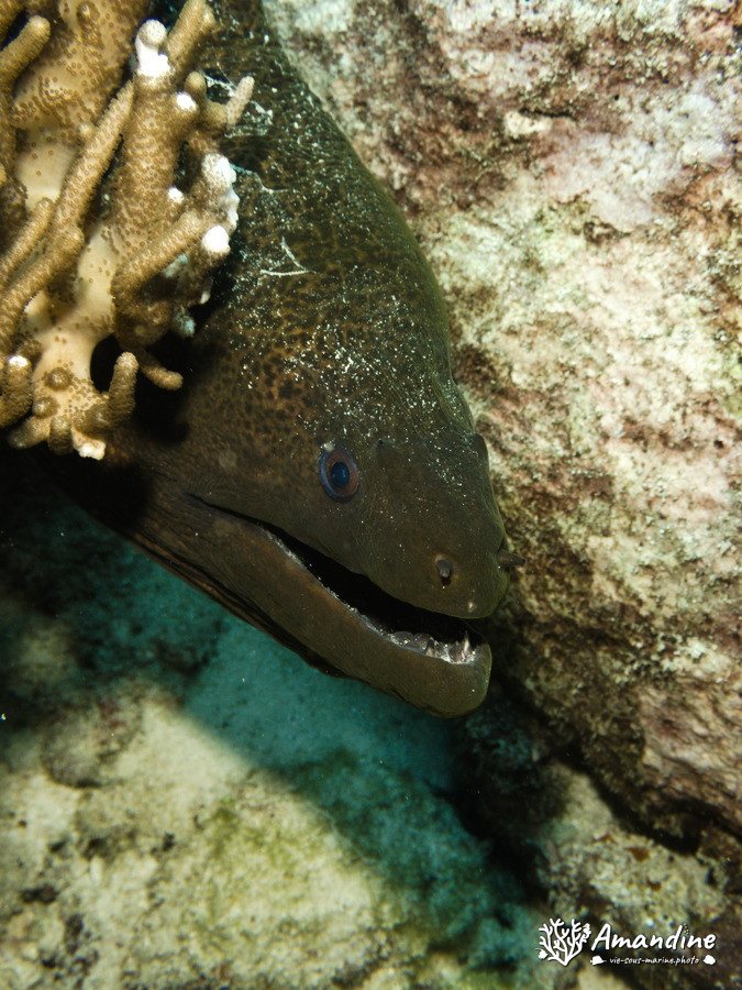 Gymnothorax javanicus