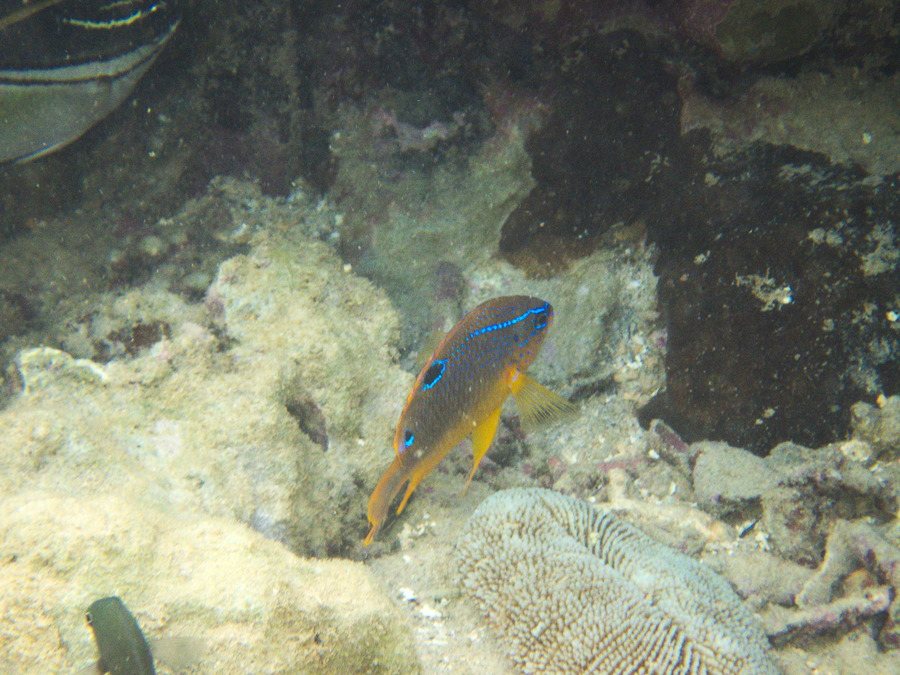 Neoglyphidodon polyacanthus