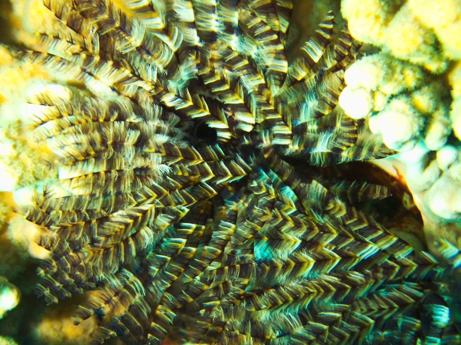 Sabellastarte sp.