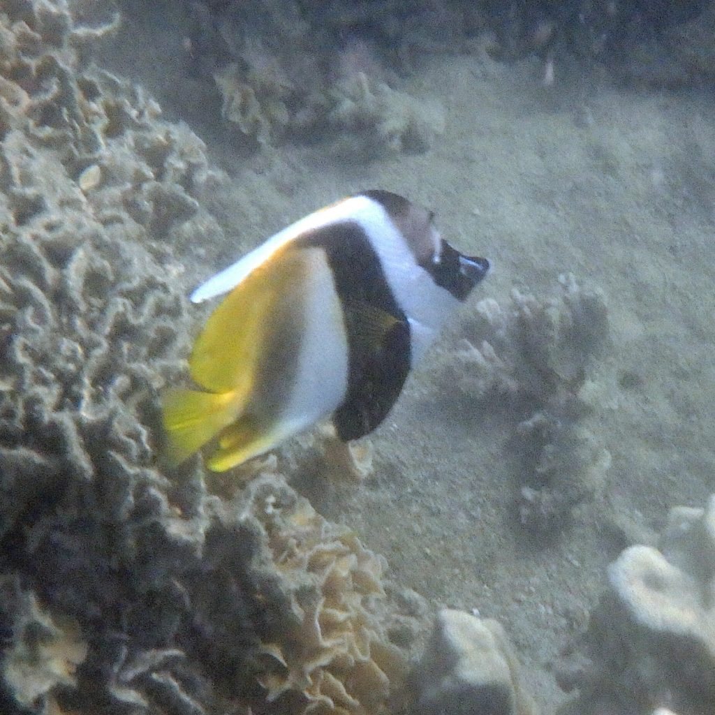 Poisson-bannière