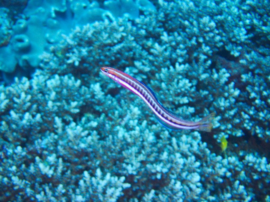 Plagiotremus tapeinosoma