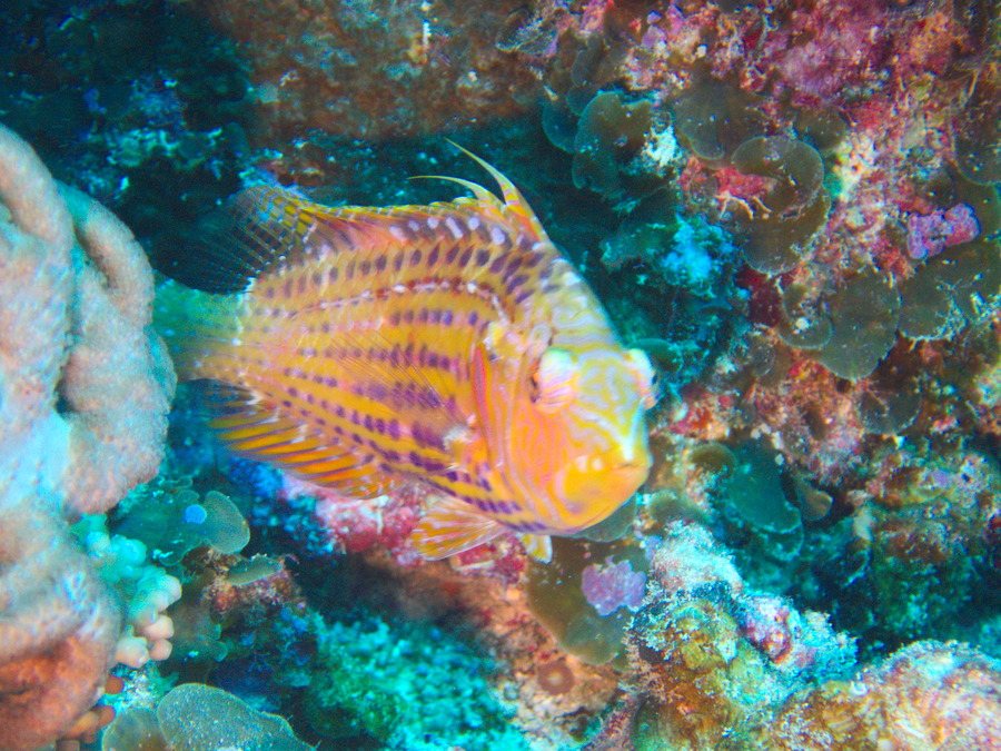 Pteragogus enneacanthus