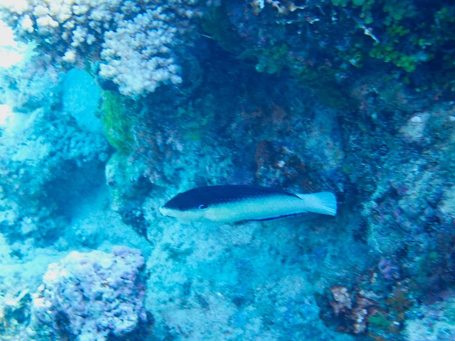 Anampses neoguinaicus
