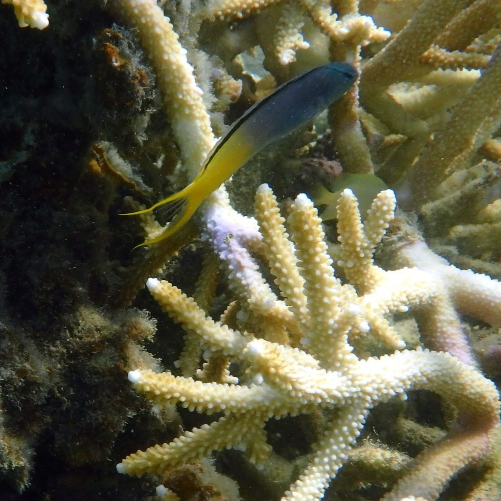 Meiacanthus atrodorsalis