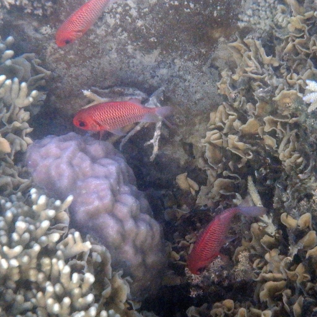 Myripristis amaena