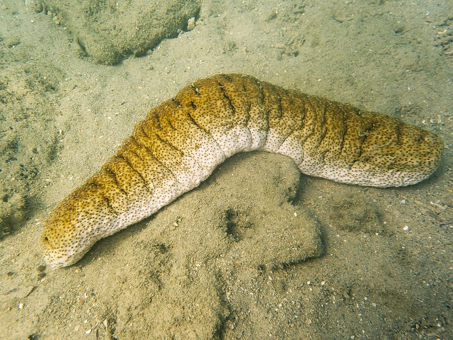 Holothuria (Microthele) fuscopunctata