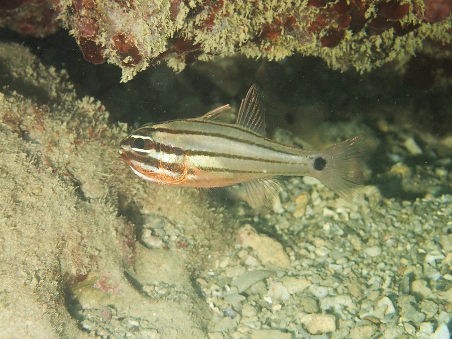 Ostorhinchus novemfasciatus
