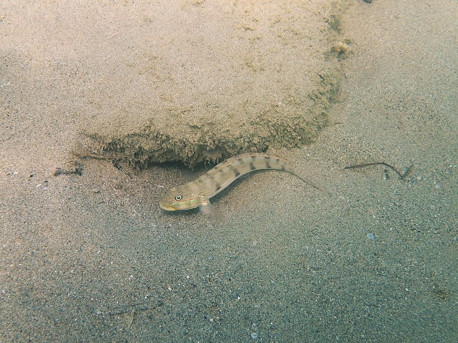 Valenciennea longipinnis
