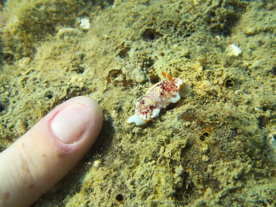Goniobranchus sp.