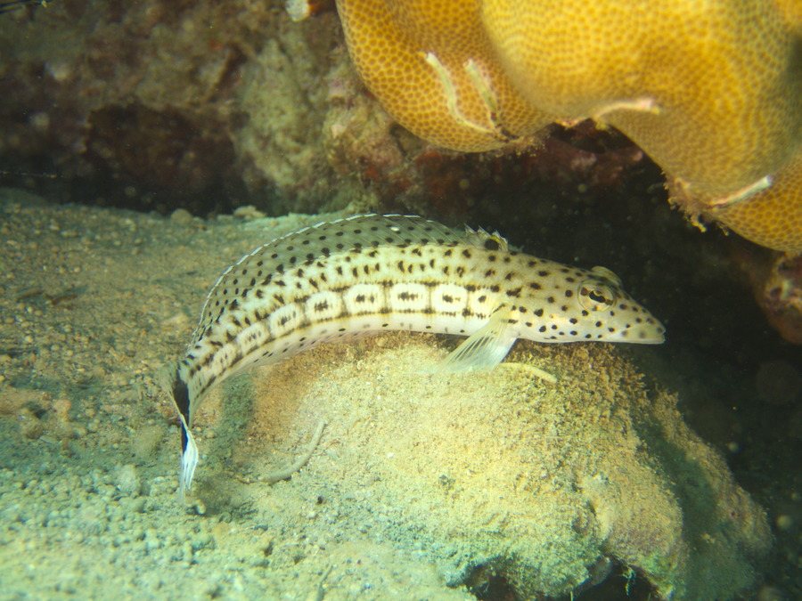 Parapercis