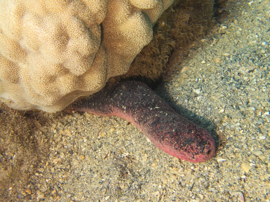 Holothuria (Halodeima) edulis