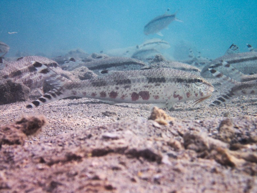 Upeneus tragula