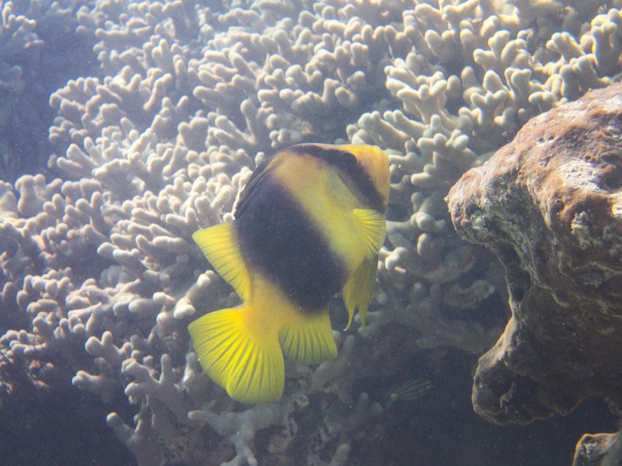 Poisson-savon