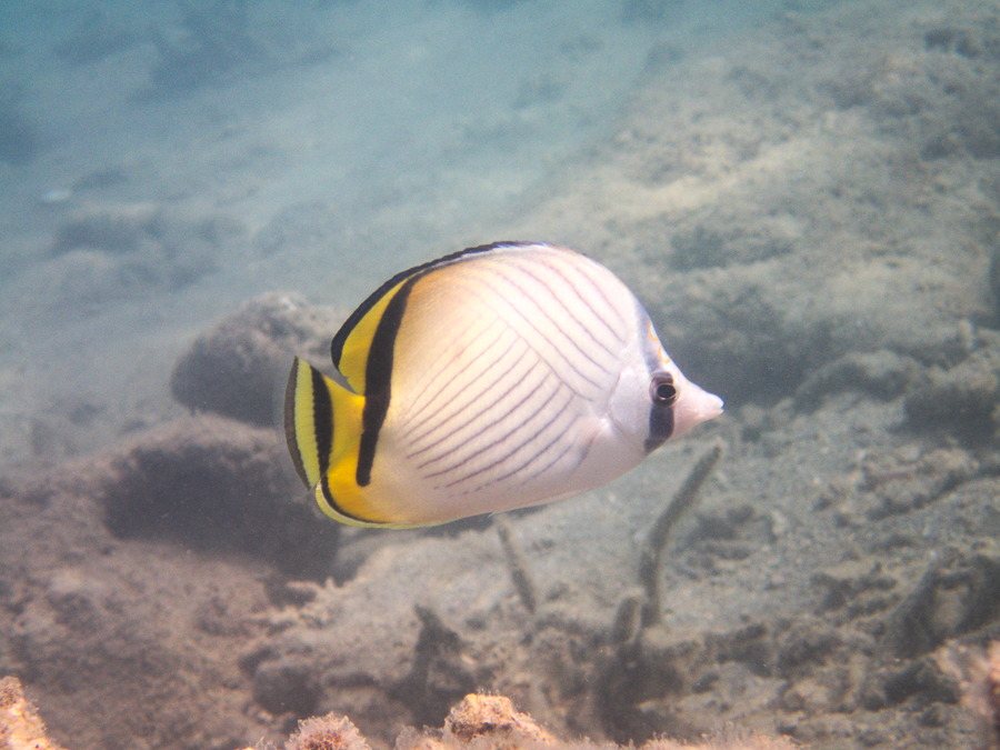 Chaetodon vagabundus