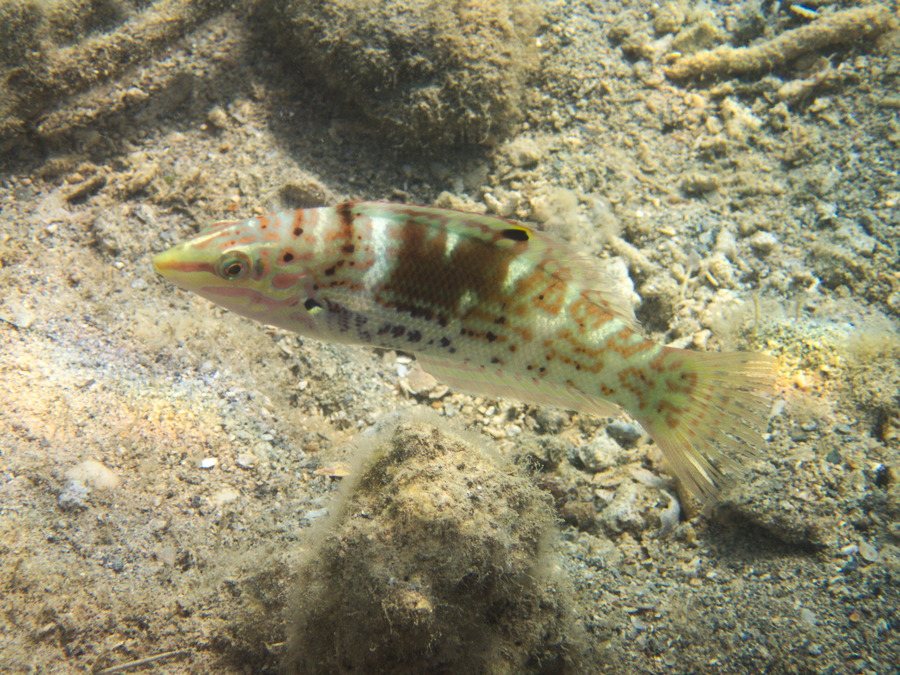 Coris batuensis