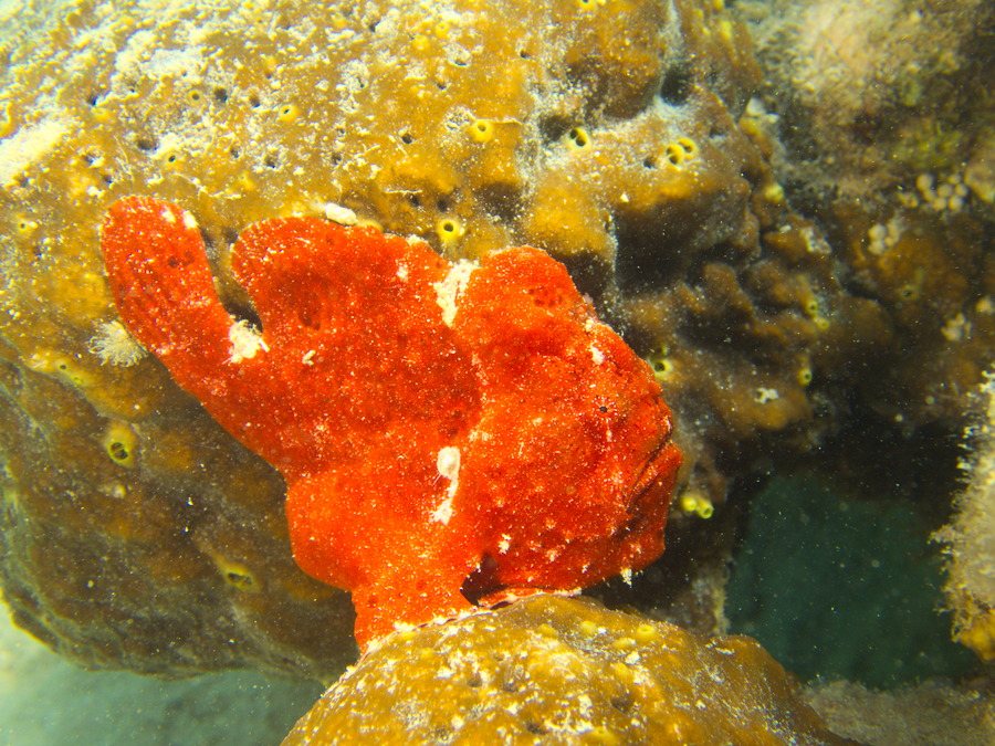 Poisson-grenouille
