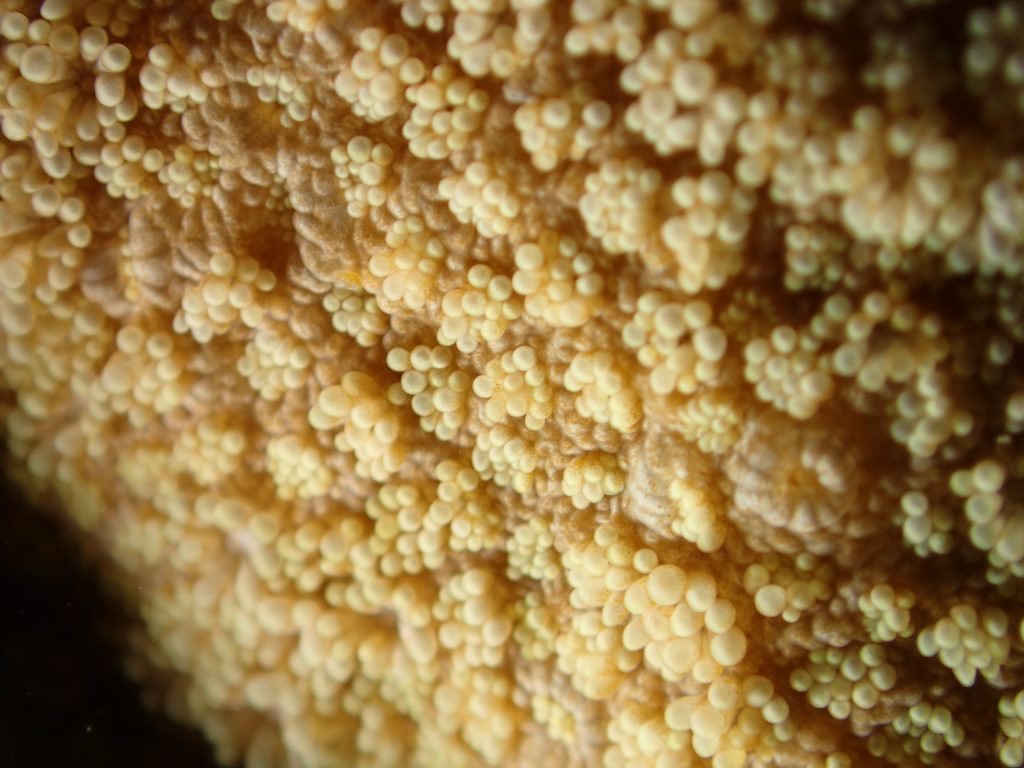Corail dur