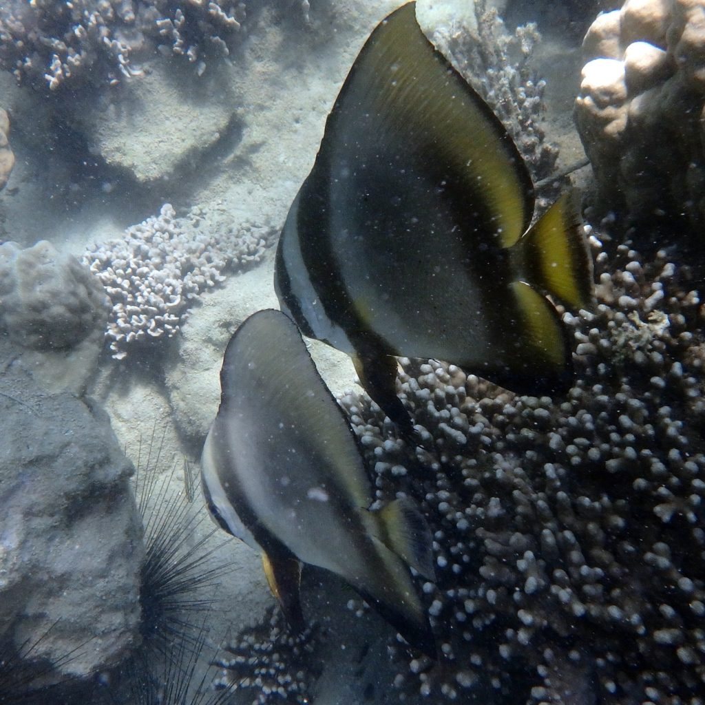 Platax orbicularis