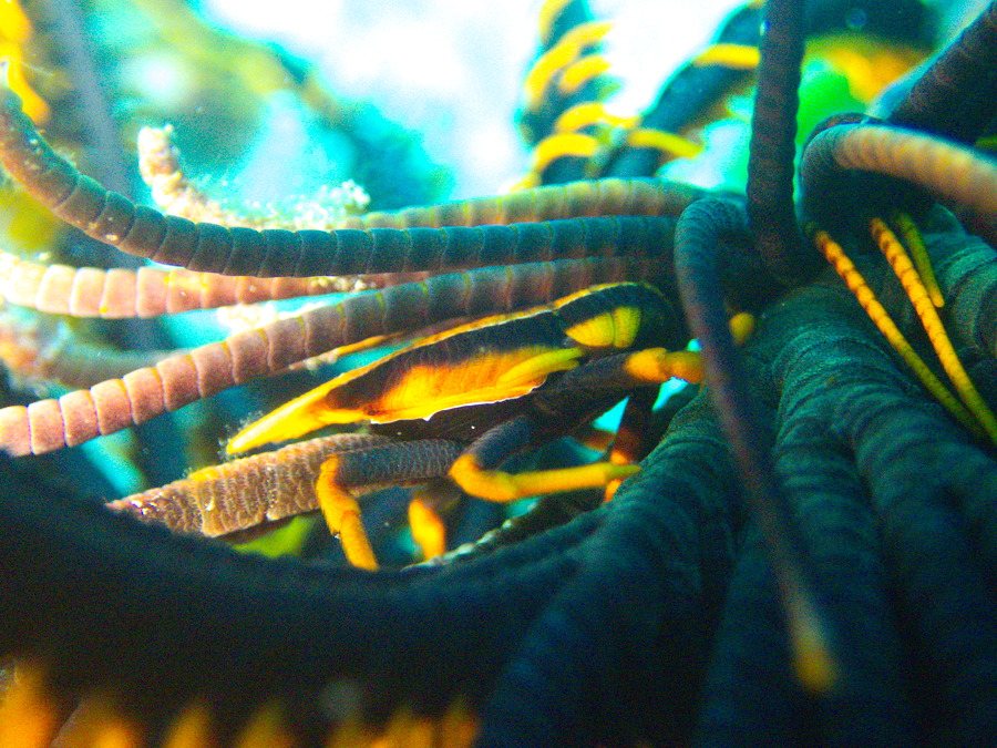 Allogalathea babai