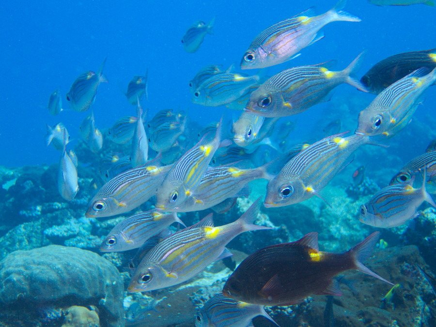 Gnathodentex aurolineatus