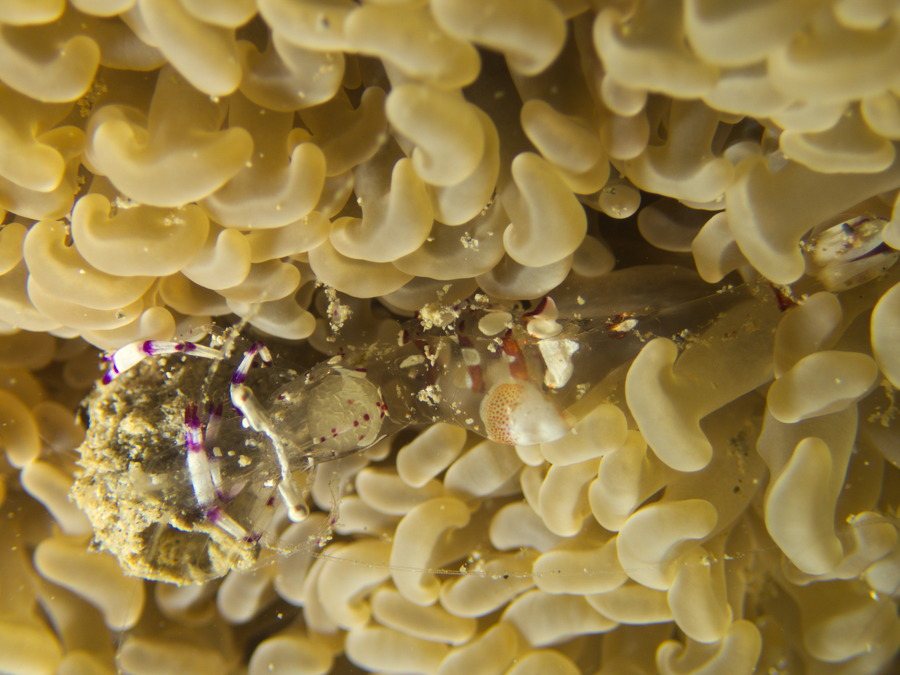 Periclimenes magnificus