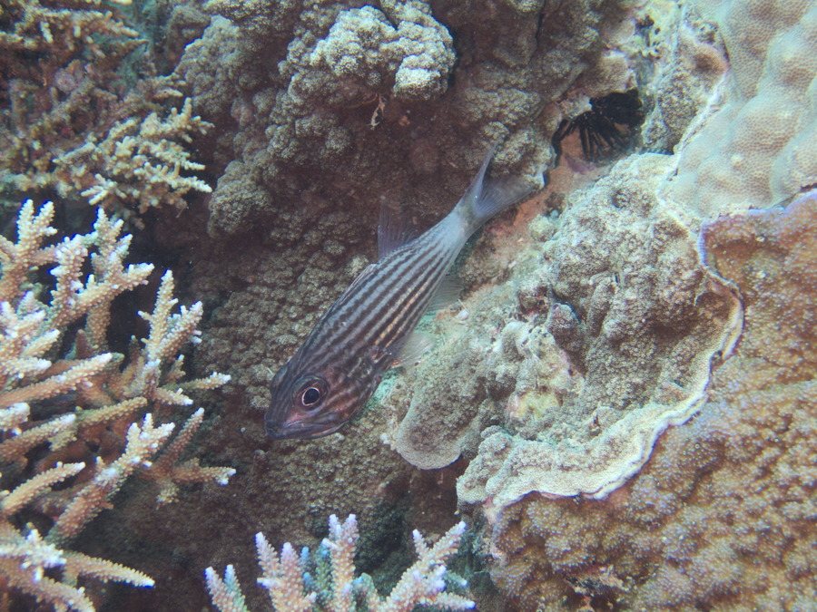 Cheilodipterus artus