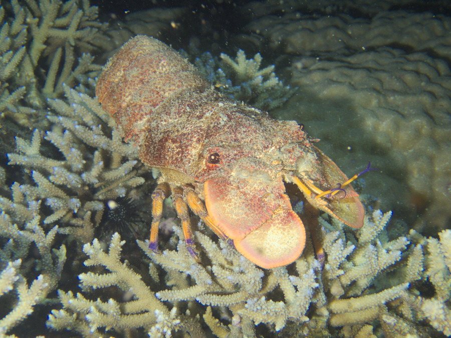 Cigale de mer