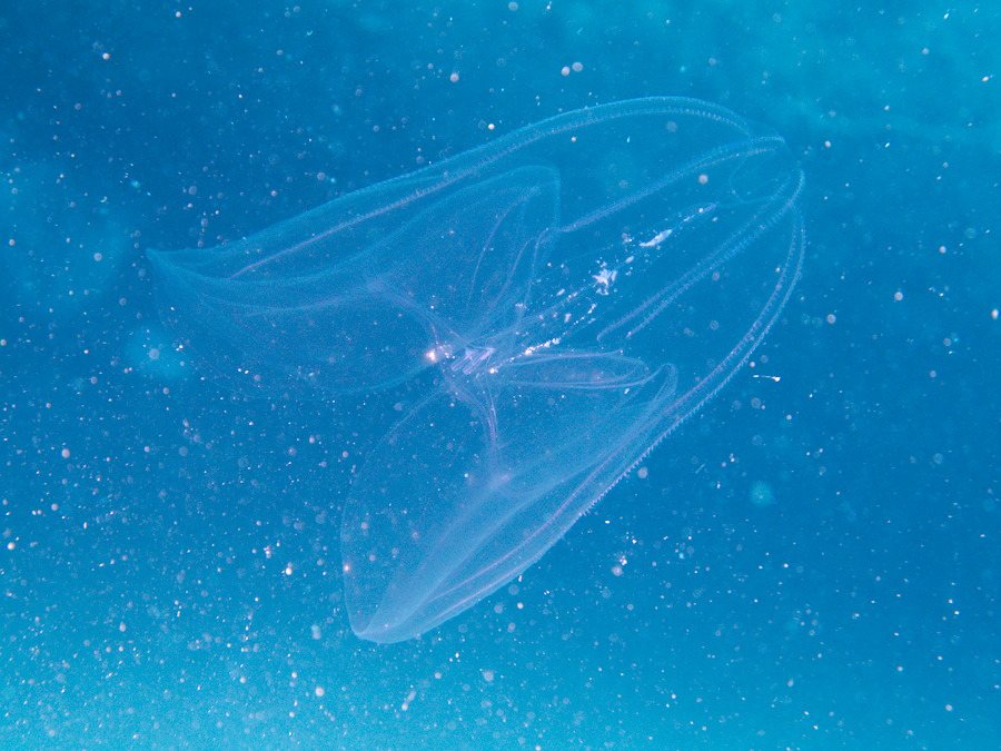 Mnemiopsis