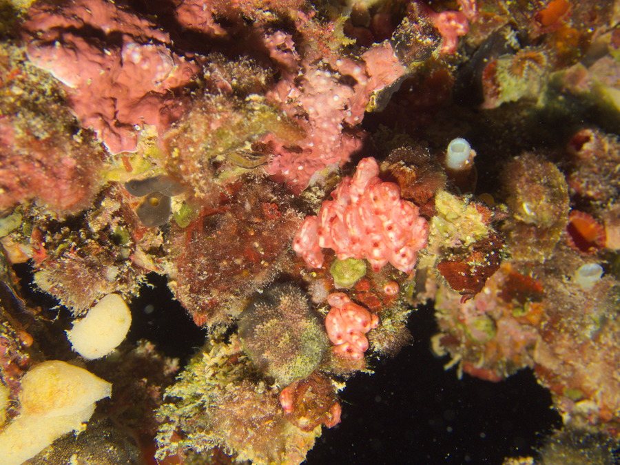 Stolonica variata