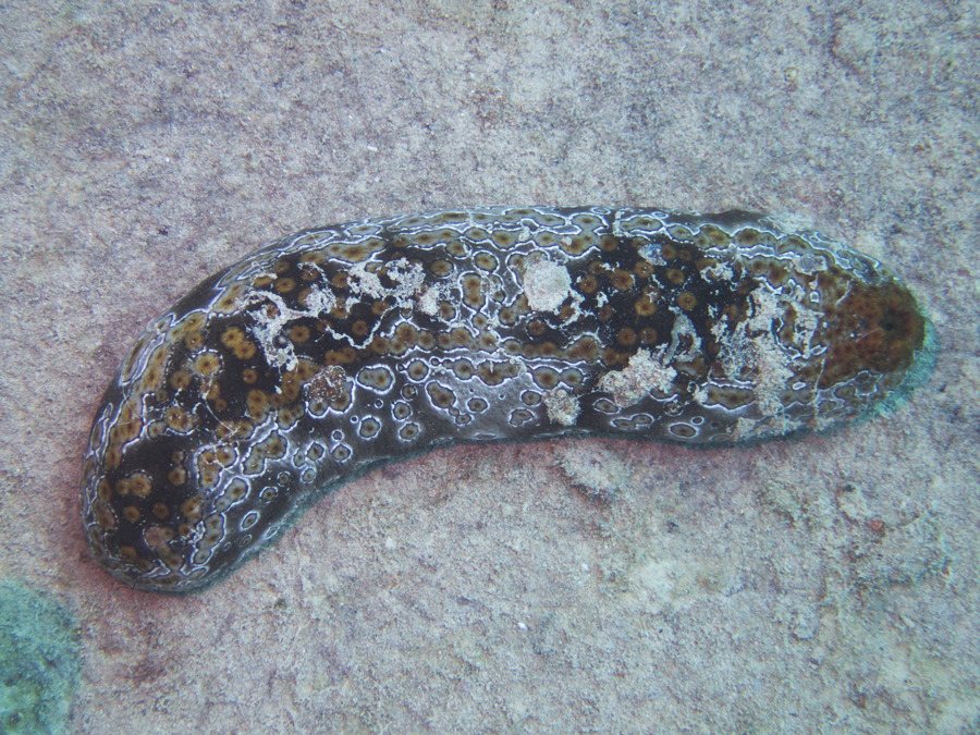 Bohadschia argus