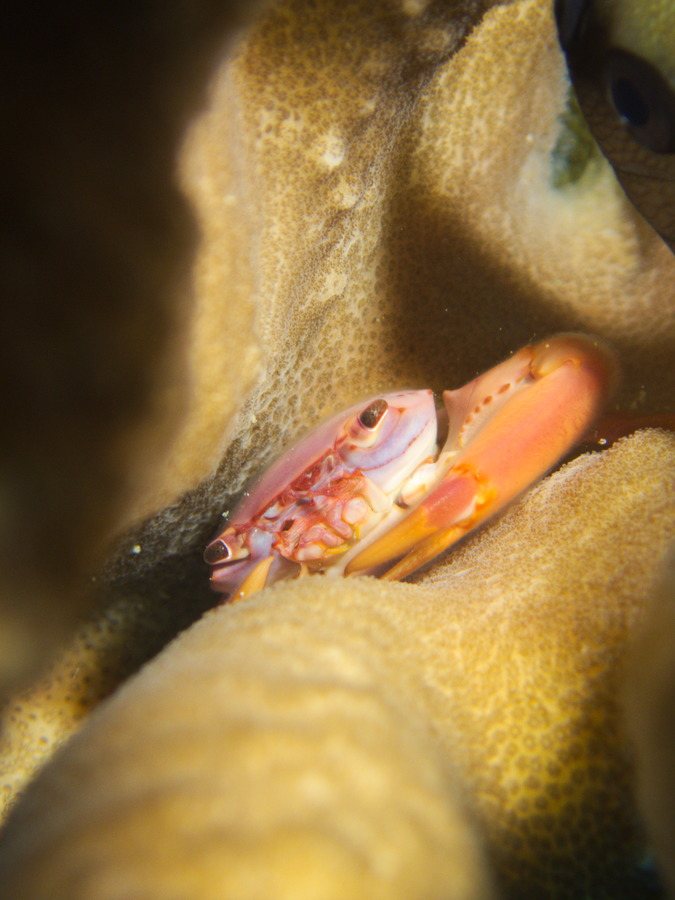 Trapezia cymodoce