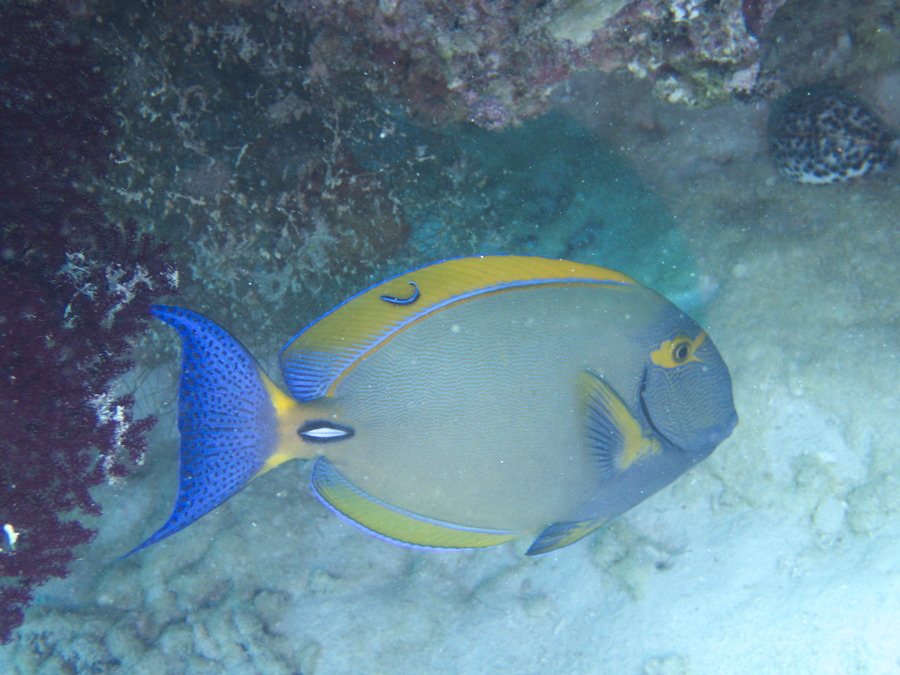 Poisson-chirurgien