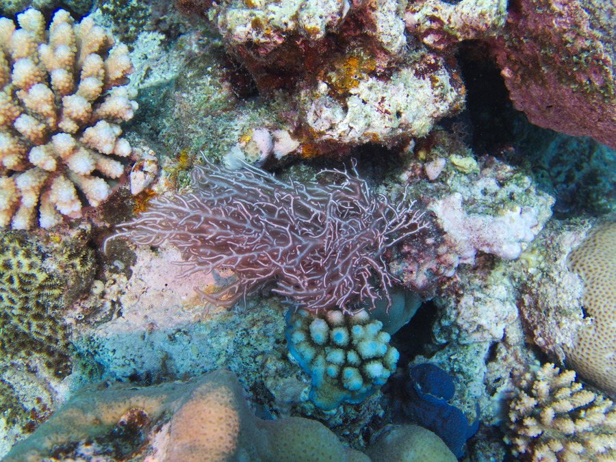 Trichogloea requienii