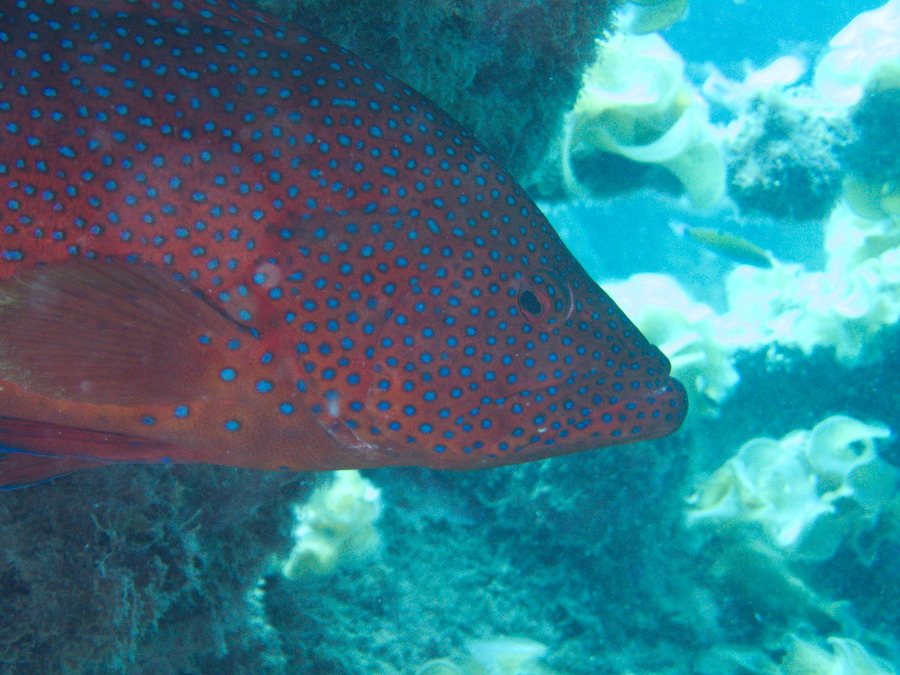 Cephalopholis miniata