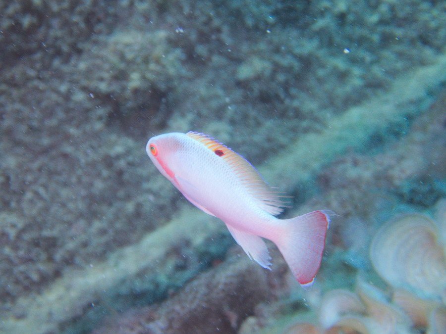 Pseudanthias hypselosoma
