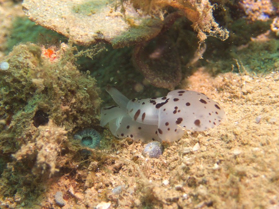 Berthella martensi