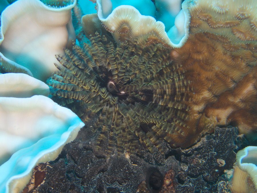 Organismes vermiformes