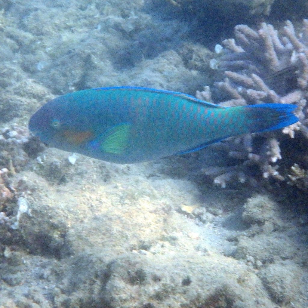Scarus psittacus