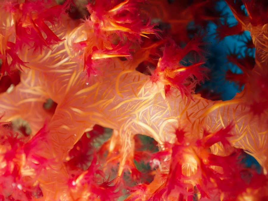 Dendronephthya sp.