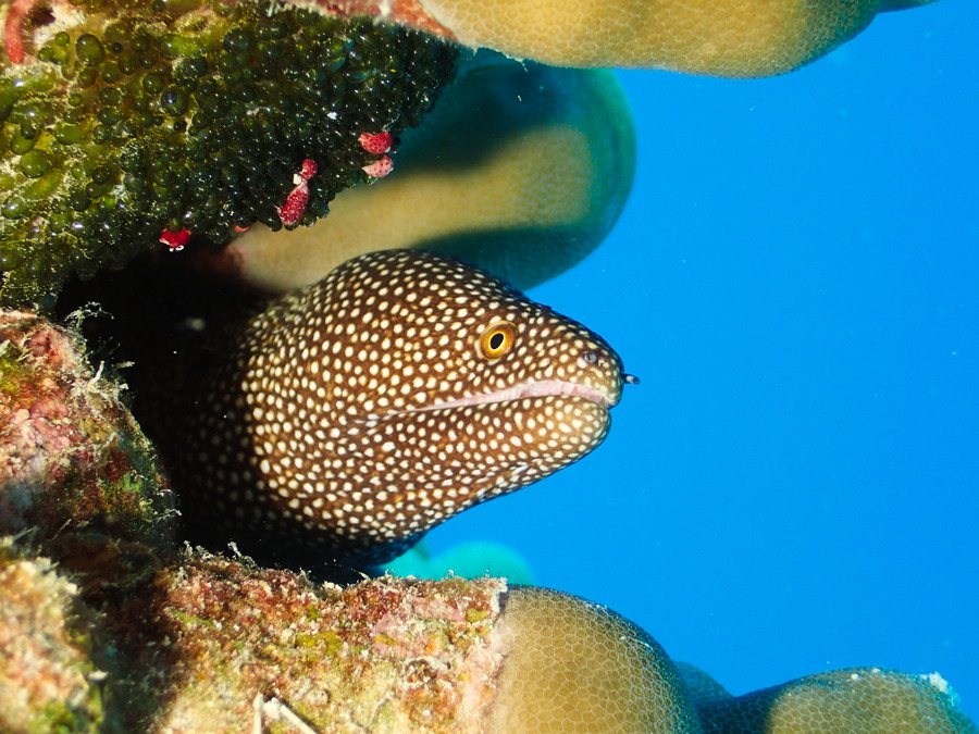 Poissons osseux